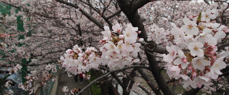 人が集う淡の花 －東京の桜名所めぐり