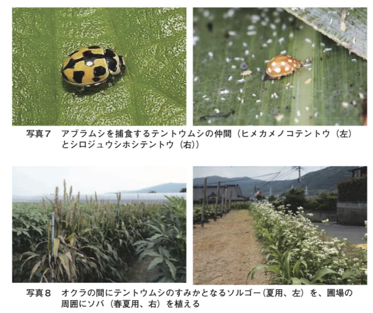 天敵を使った野菜づくり?|pirokichi