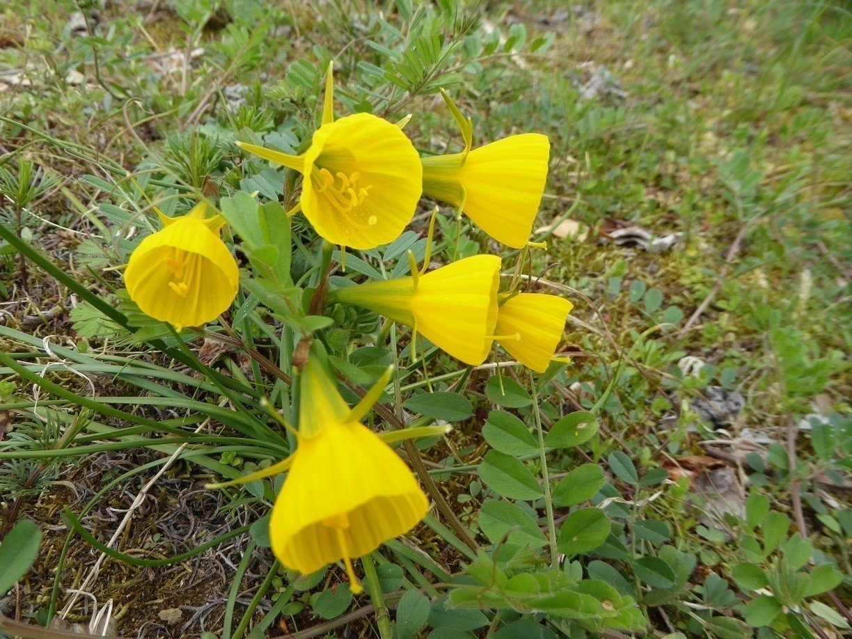 ペチコート水仙 優しい追憶 自己愛 Momomsato Note