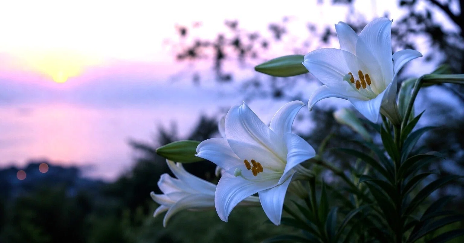 芒種の夕暮れ｜令花