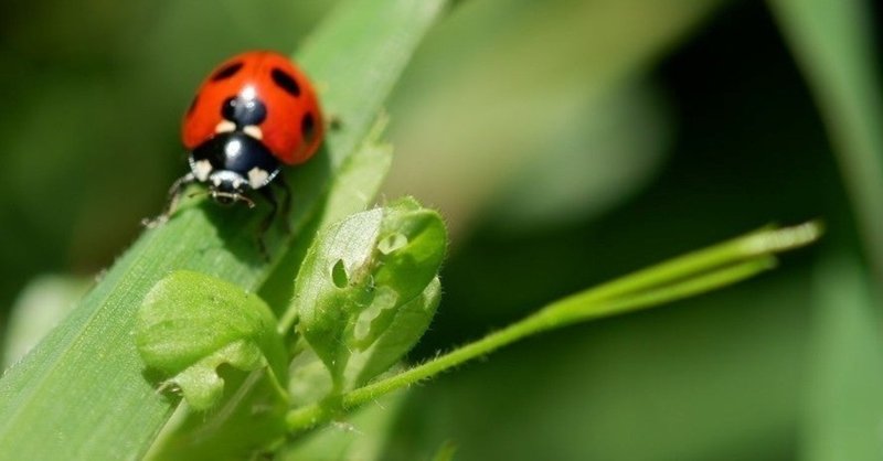 てんとう虫🐞コーラ