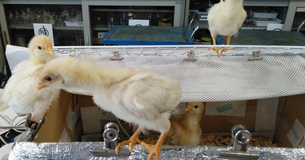 ヒヨコ通信vol 6 飛べないニワトリの子 生物探究部 文大杉並 Note ヒヨコ通信vol 6 飛べないニワトリの子 生物探究部 文大杉並 Note