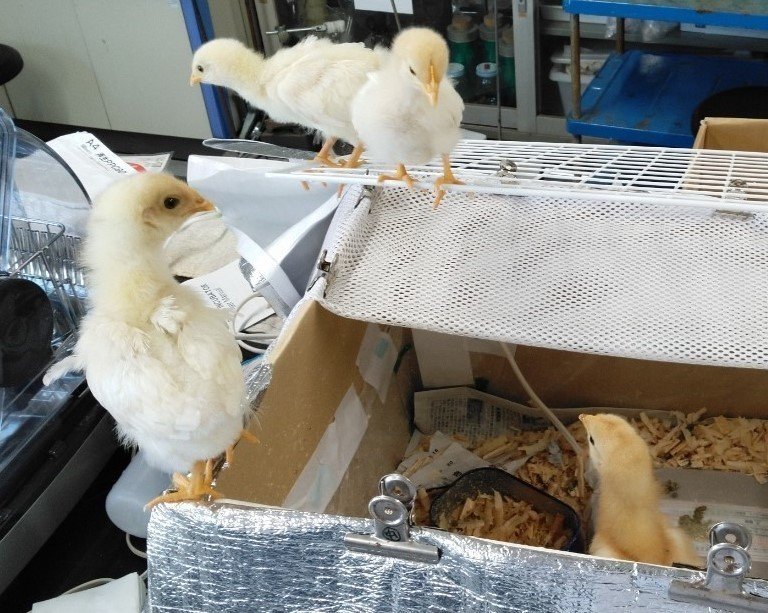 ヒヨコ通信vol 6 飛べないニワトリの子 生物探究部 文大杉並 Note ヒヨコ通信vol 6 飛べないニワトリの子 生物探究部 文大杉並 Note