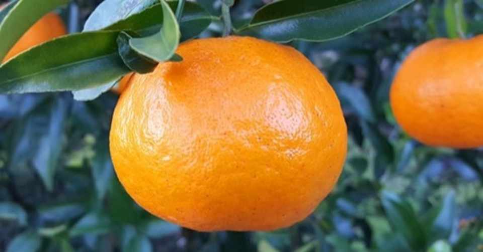ポンカンの糖質とカロリーが1秒でわかる ダイエット向き 糖質制限ダイエットshiru2 ねこた Note