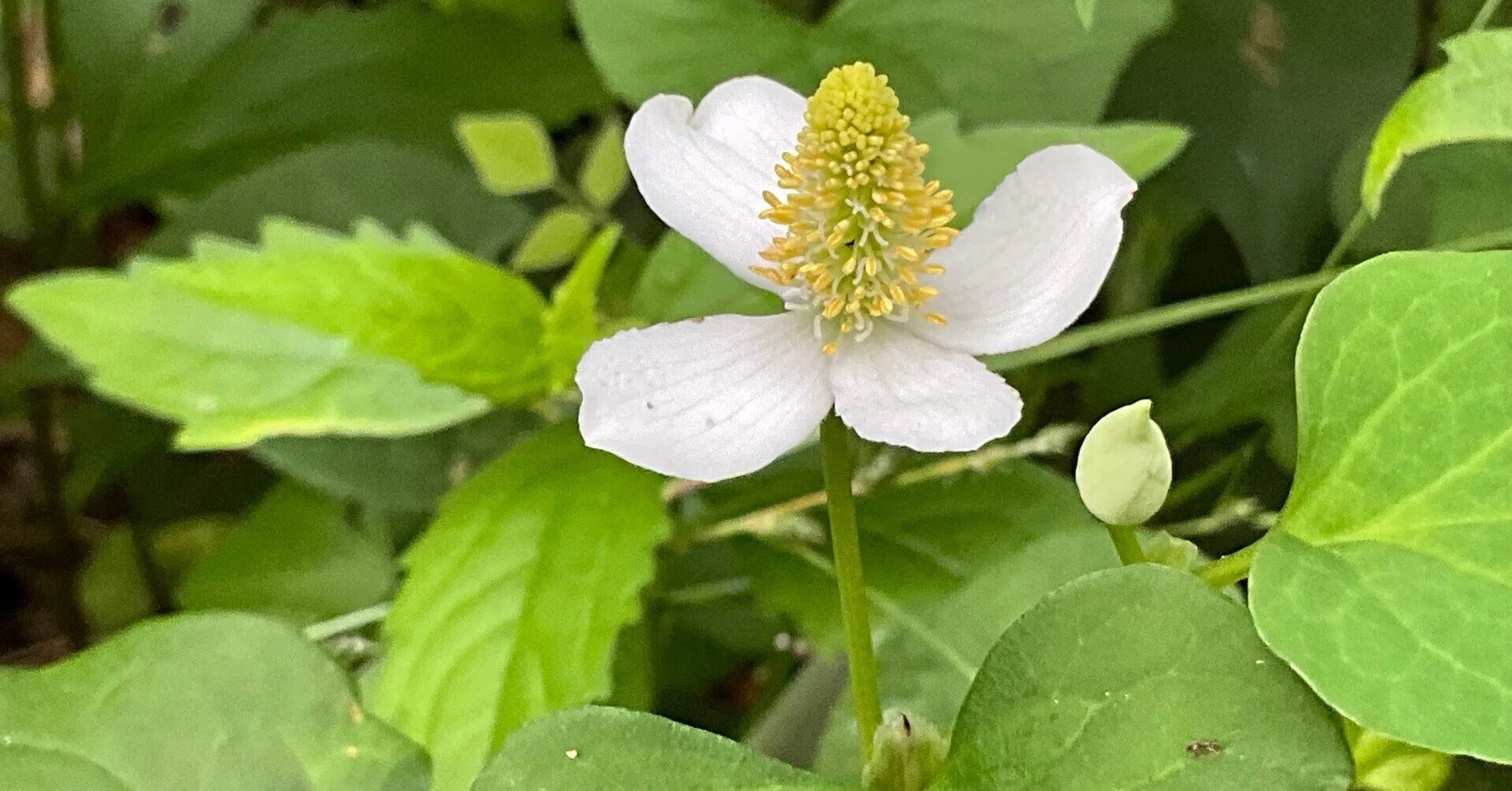 ドクダミの花（京都府立植物園）：2026年5月25日（月）｜藤井秀昭