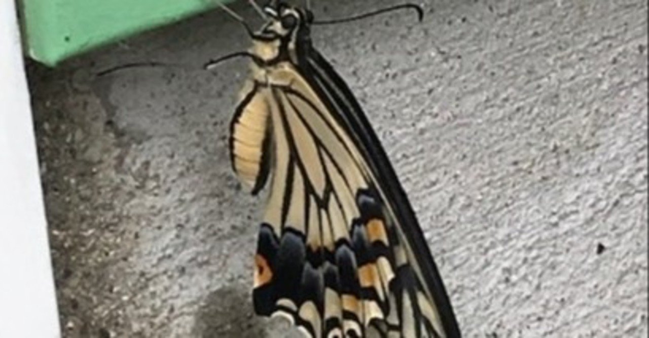 アゲハ蝶が生まれました 飯野 修 Note
