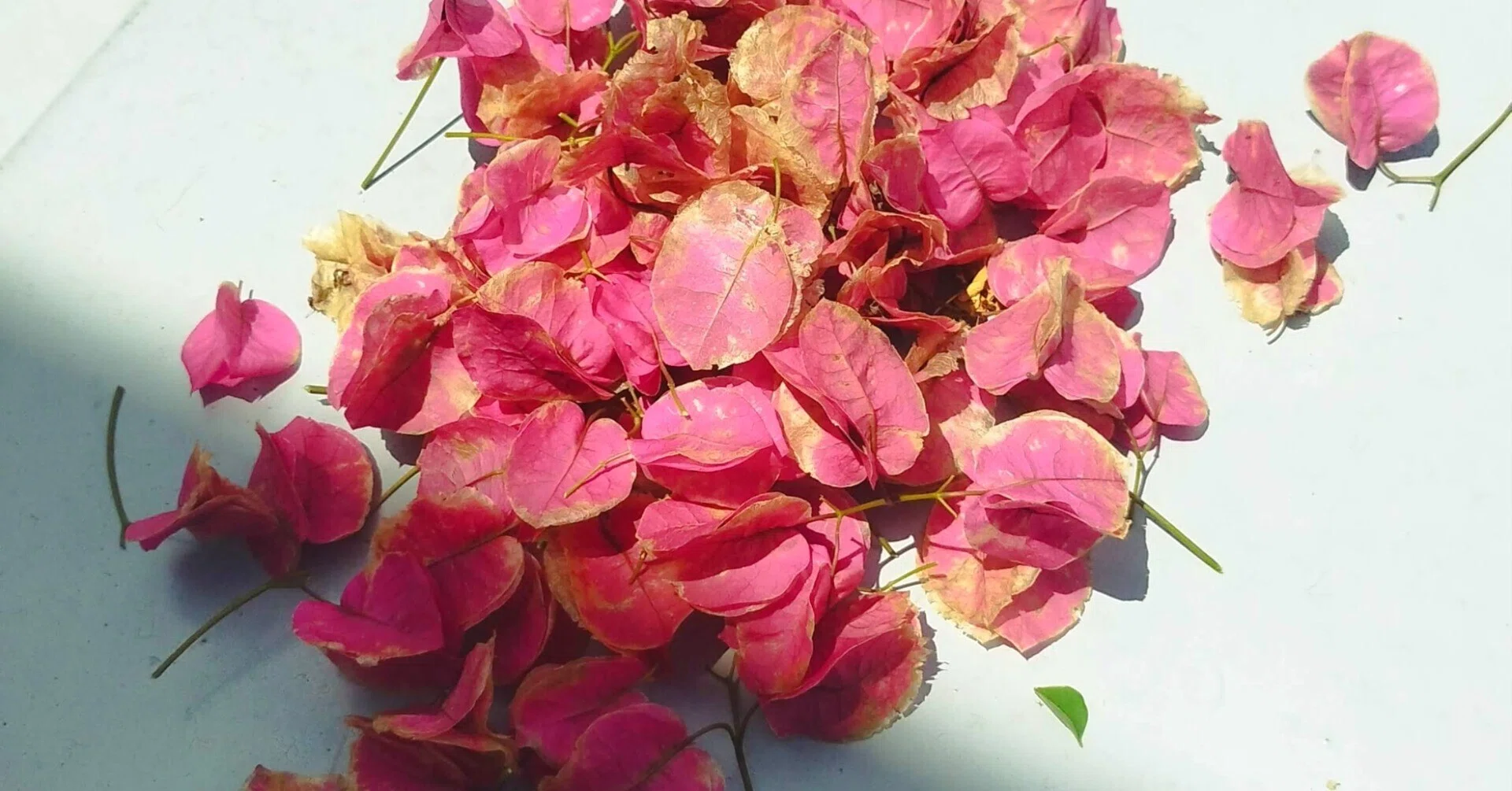 ブーゲンビリアの花がら摘み｜日々よしなしごと