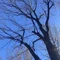 かわた みり