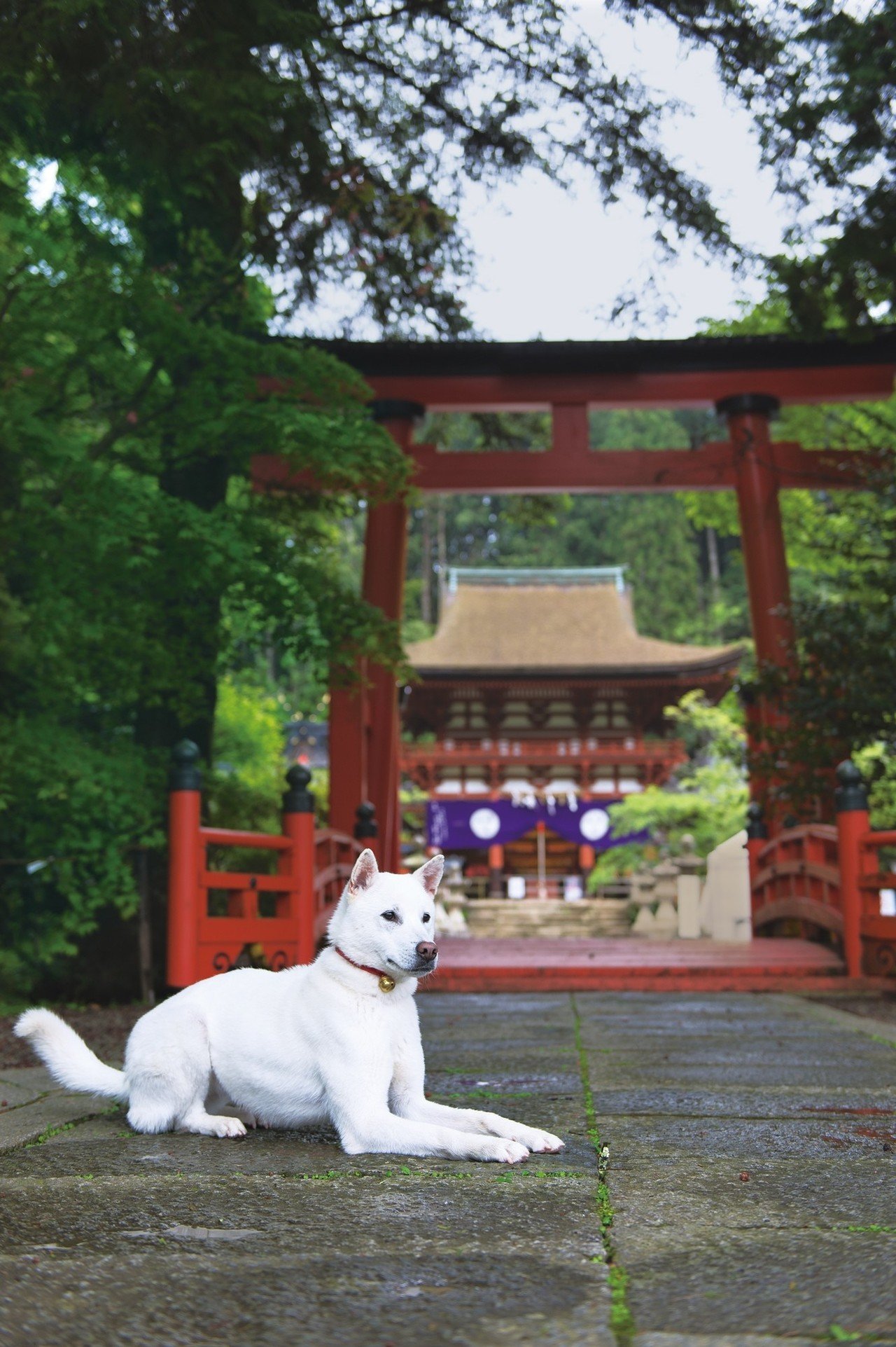 1236255◆張子　張り子　高野山導き犬　和歌山県◆郷土玩具　ｎ ご神宝 | 丹生都比売神社