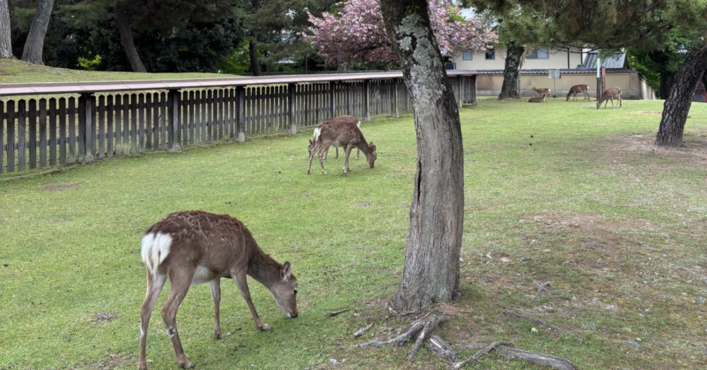🦌The Deer of Nara🦌｜アル