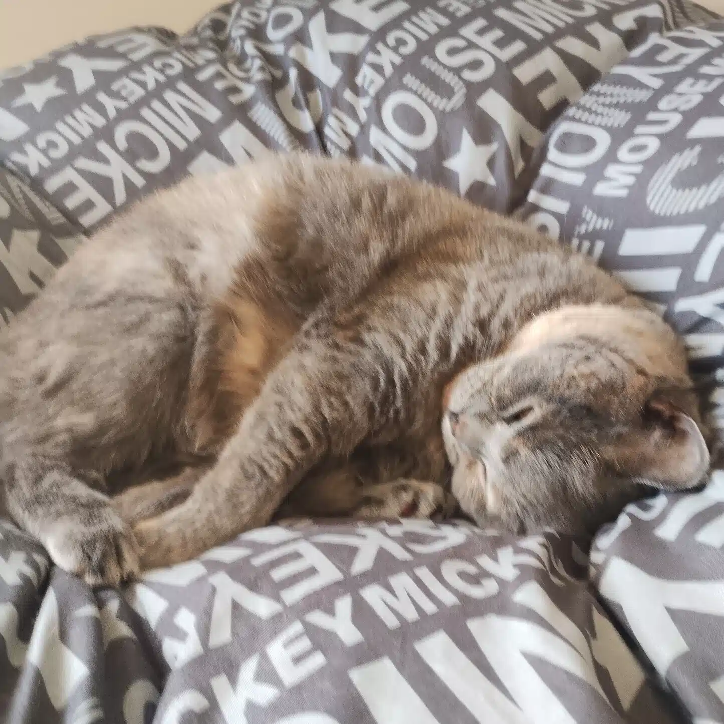 さつき（高齢夫婦に猫ひとり）