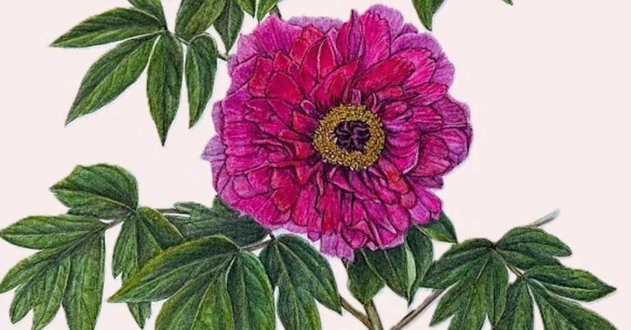 植物画・ボタニカルアート】華やかに座っている牡丹（ボタン）｜かりあ