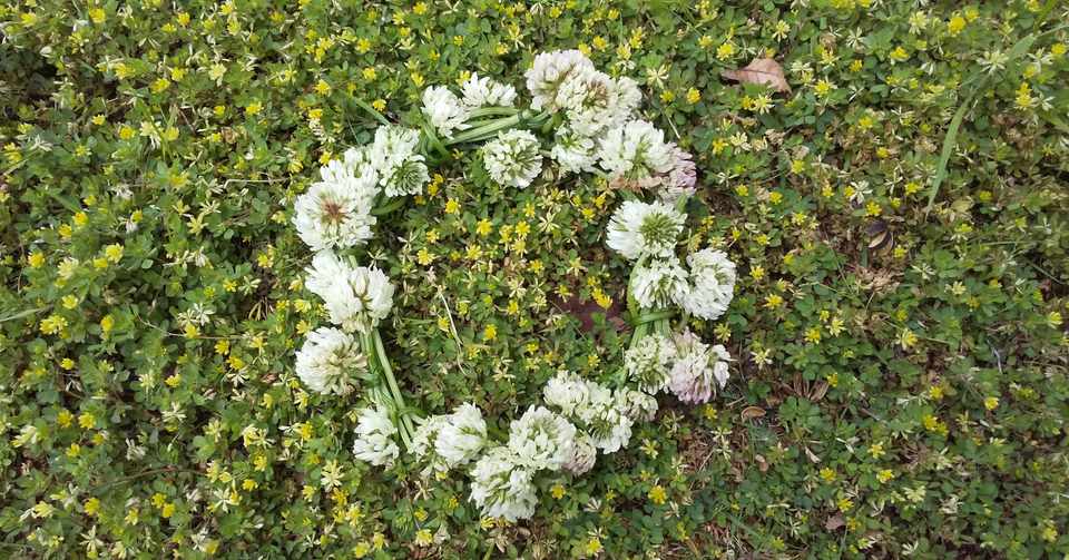 シロツメクサで五感を養う 摘んで香りを 揚げて味を Yukiko Note