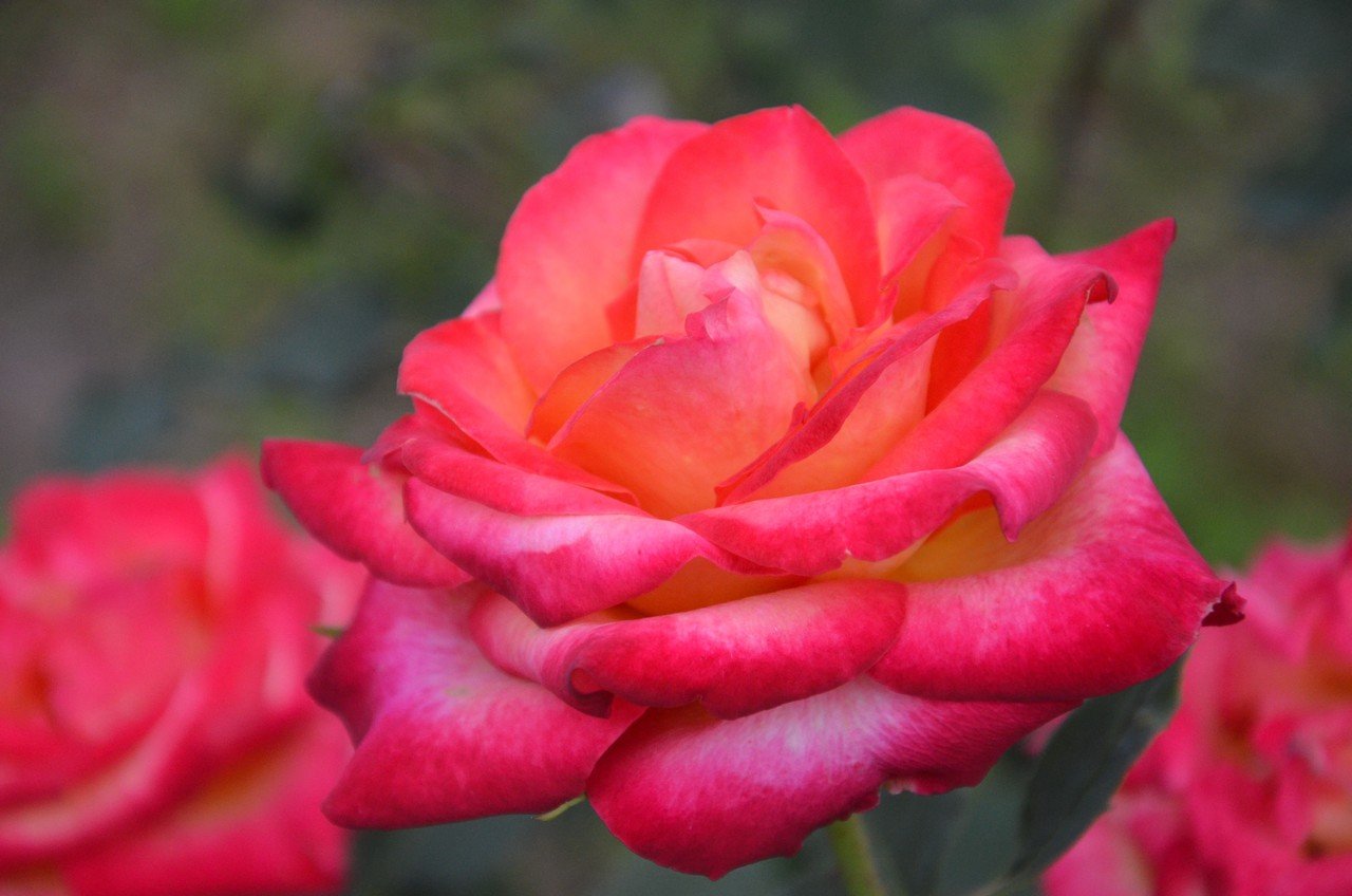 ちょっと過剰な美熟女 めぐすり Note