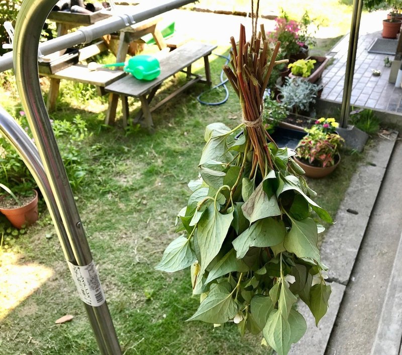 野草 ドクダミ にじいろのとりさん Note