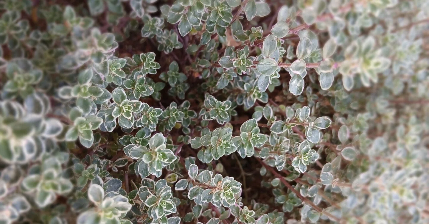 植物の力ってすごいな。【ベルギー日記n°198】｜ジジノン