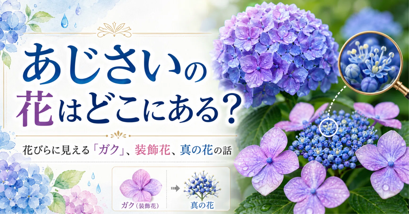 あじさいの花はどこにある？｜花びらに見える「ガク」、装飾花、真の花