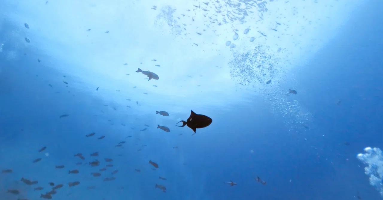 I thought I might never go again... | How diving unexpectedly became a ...