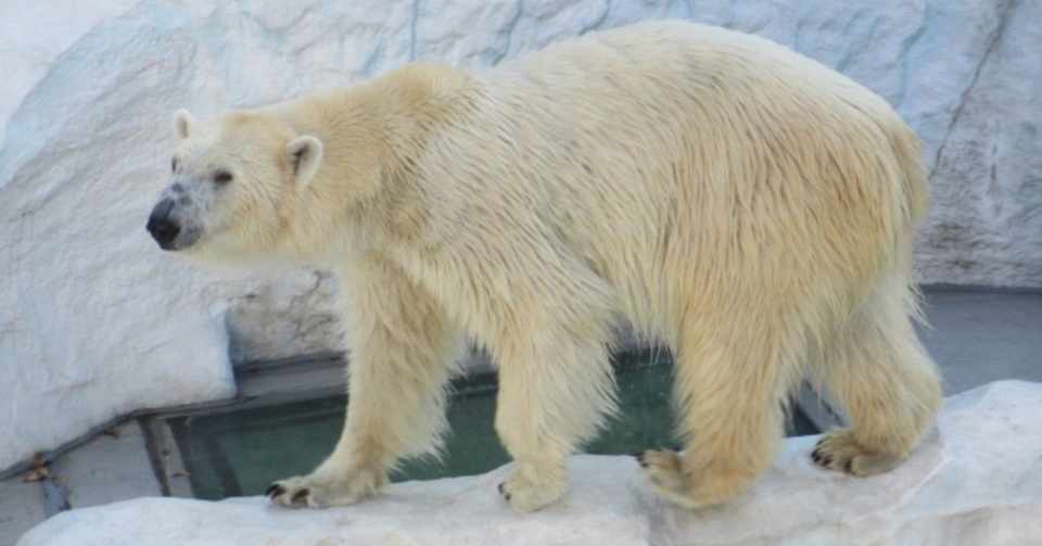 シロクマの毛 どうして北極でも生きていけるの ひこまる 東大サイエンサー Note
