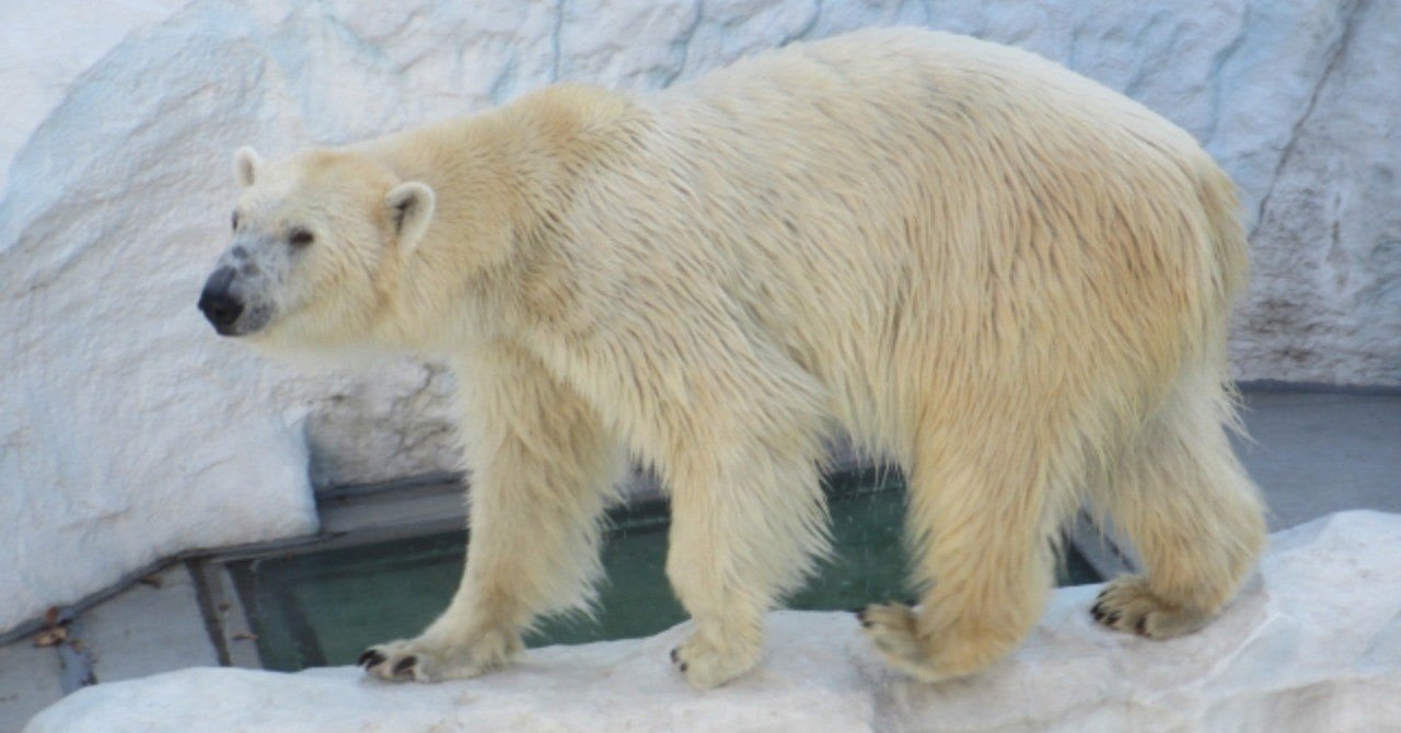 シロクマの毛 どうして北極でも生きていけるの ひこまる 東大サイエンサー Note