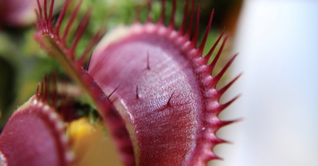 食虫植物がわざわざ虫を食べるようになったワケ オモシロなんでも雑学 公式 Note