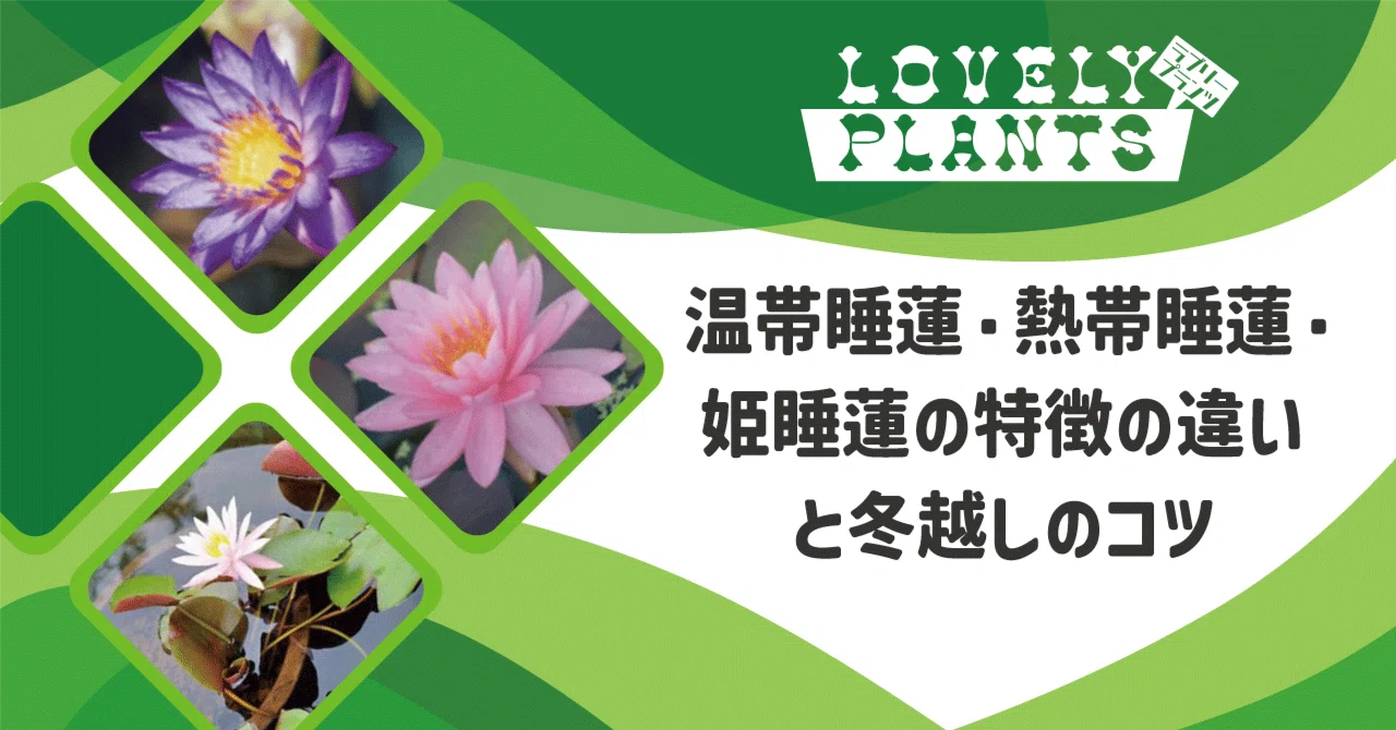 温帯睡蓮・熱帯睡蓮・姫睡蓮の特徴の違いと冬越しのコツ｜lovely