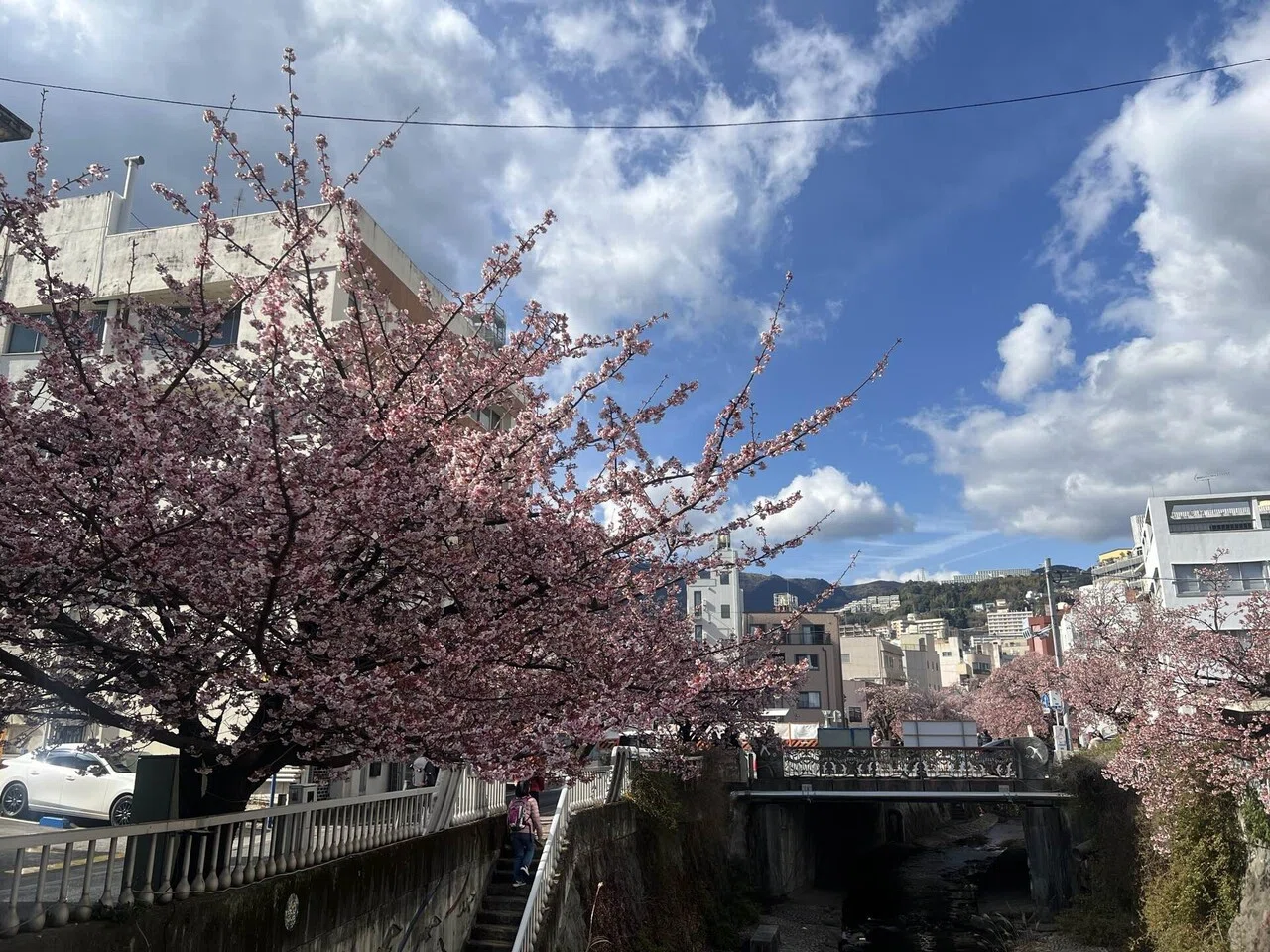 2026年に見た21の桜(1月〜5月)｜suriawase1