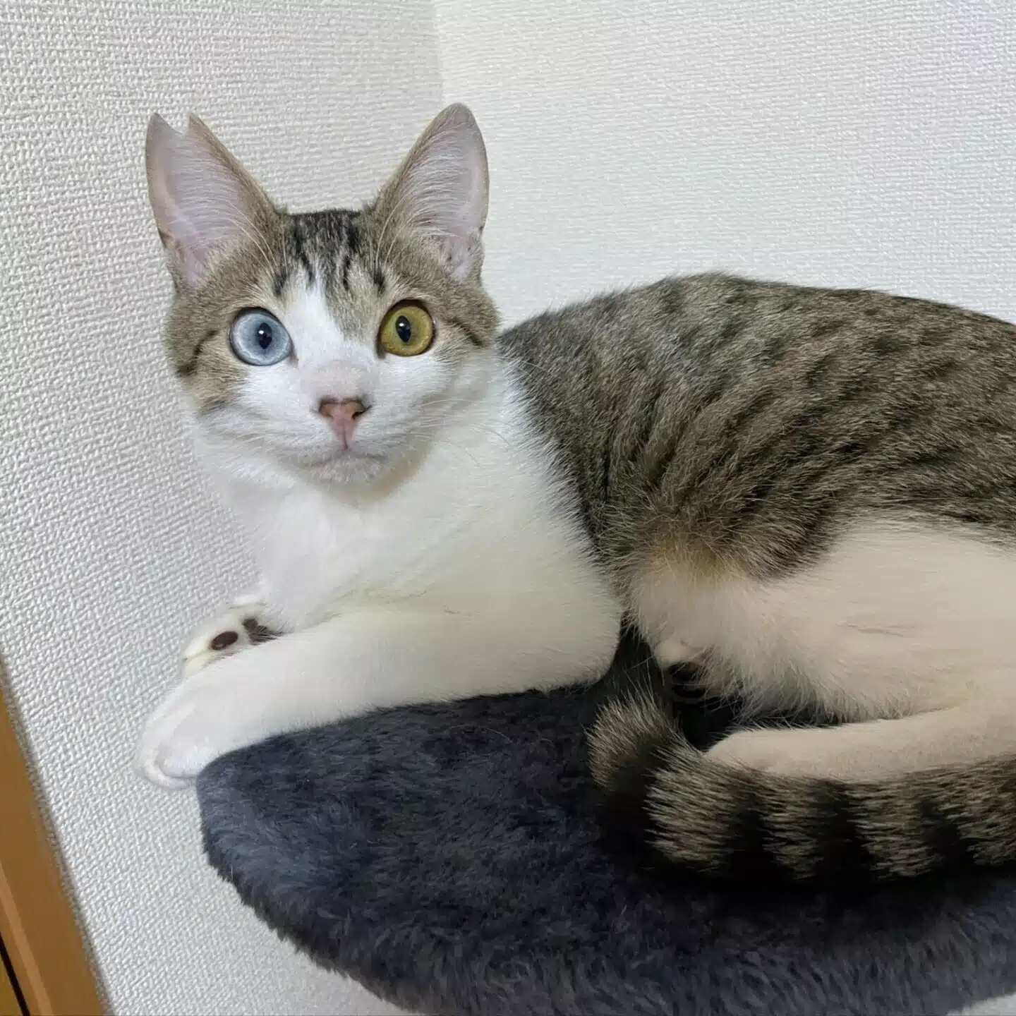 ねここーど