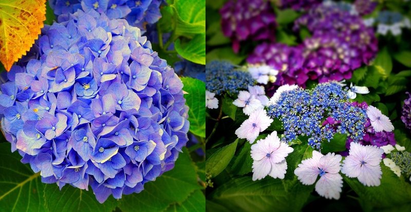 紫陽花のこと シーボルトの恋情 そして怒れる牧野富太郎 武井 宗道 Note