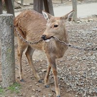 すすめ オクトノーツ キャラクター紹介 鹿草餅 Note すすめ オクトノーツ キャラクター紹介 鹿草餅 Note
