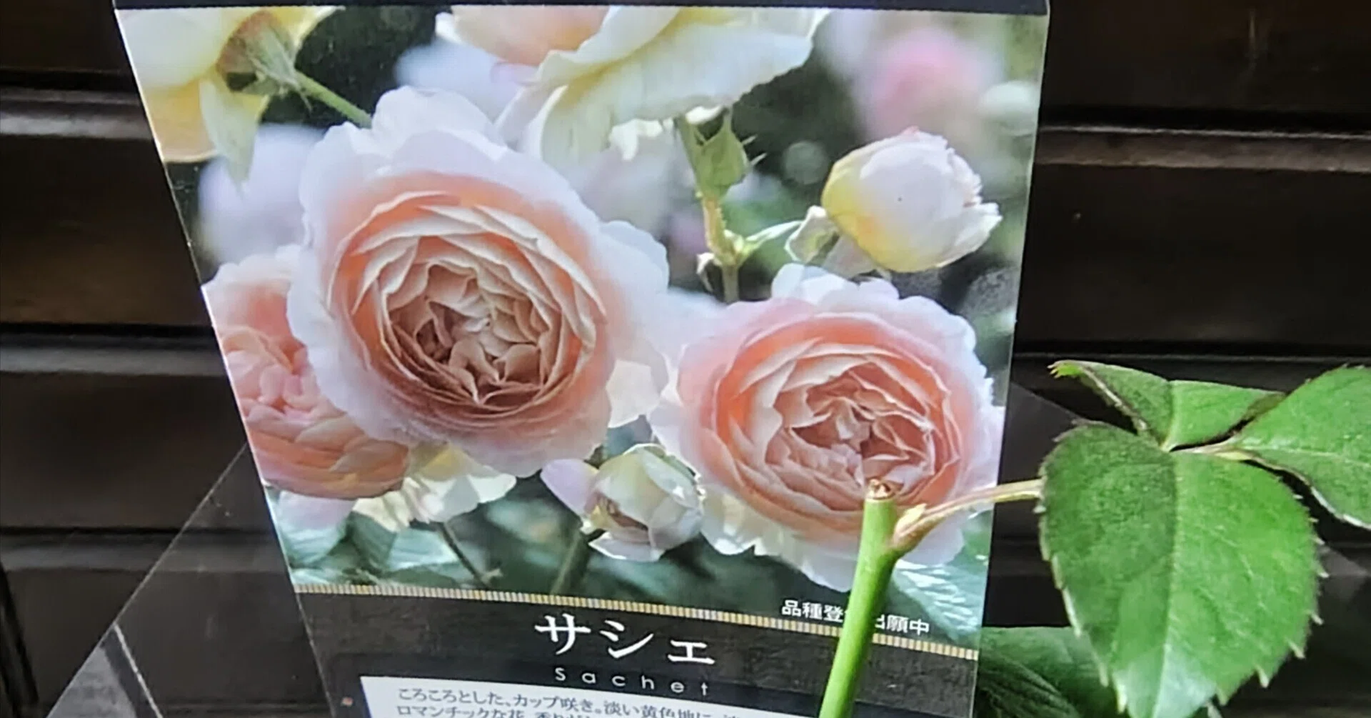 2026年春に迎えた新苗その2 サシェ｜りっか@あれこれ園芸記録