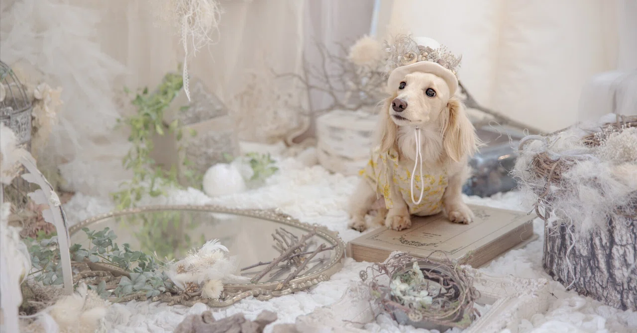 “I wanted to create a place where dogs and people can be happy on the ...