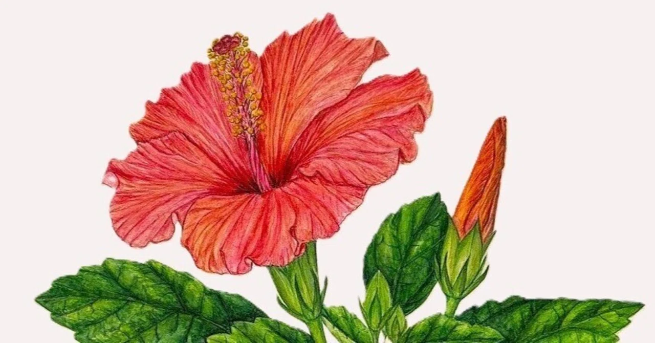 植物画・ボタニカルアート】ハイビスカス～南国の花｜かりあ