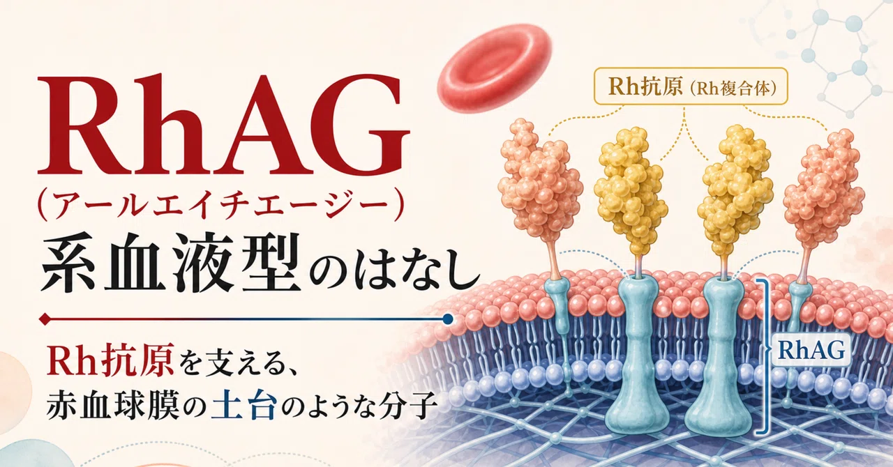 RhAG（アールエイチエージー）系血液型のはなし—Rh抗原を支える、赤血球膜の土台のような分子｜あずう🩸@臨床検査技師|輸血&免疫&血液|医学知識