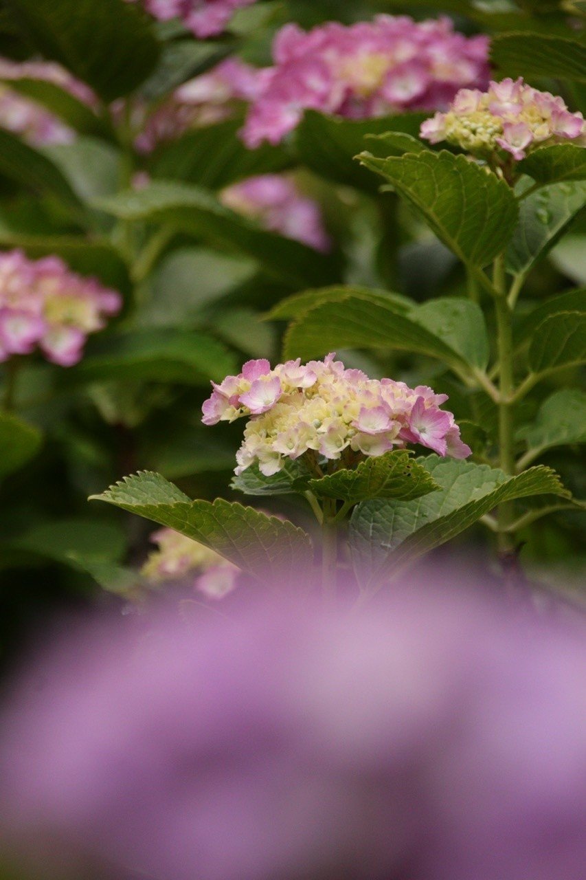 本光寺の紫陽花 Pup Note