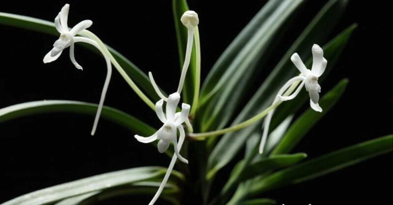 富貴蘭「白牡丹」の花（過去の画像倉庫から）｜KJ Morison