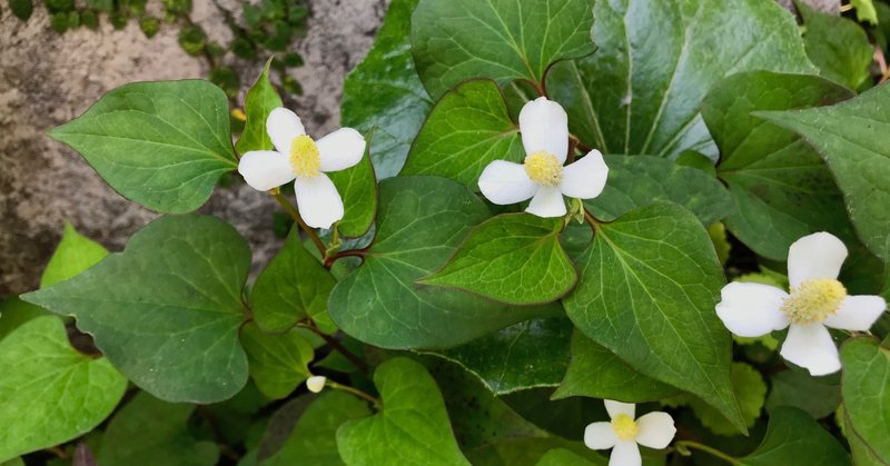 野草 ドクダミ にじいろのとりさん Note