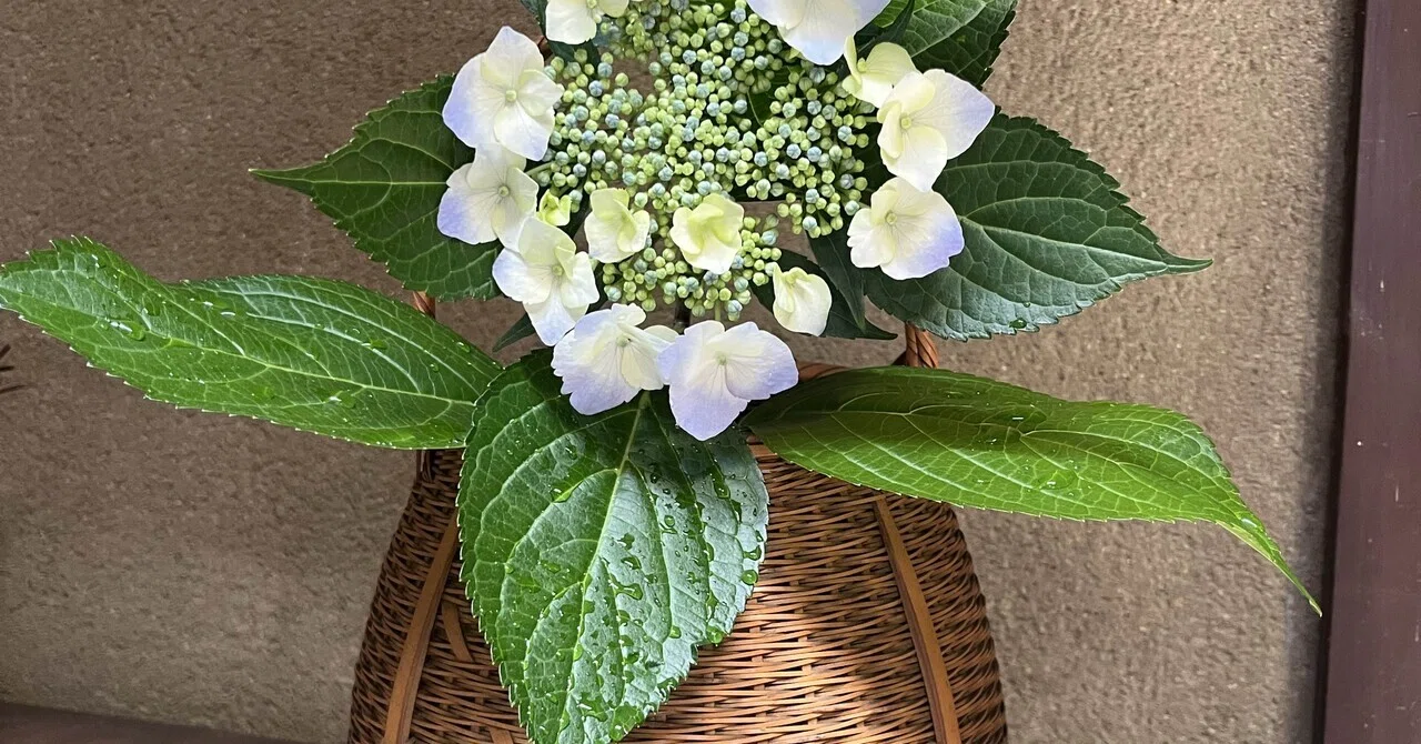 茶花4】紫陽花と籠花入にチャレンジ｜京とき