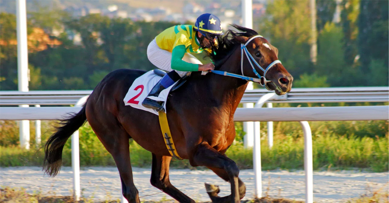 中央競馬レースマニュアル JRA中央競馬の全レース・パドック中継をテレビで見る方法｜グリーン
