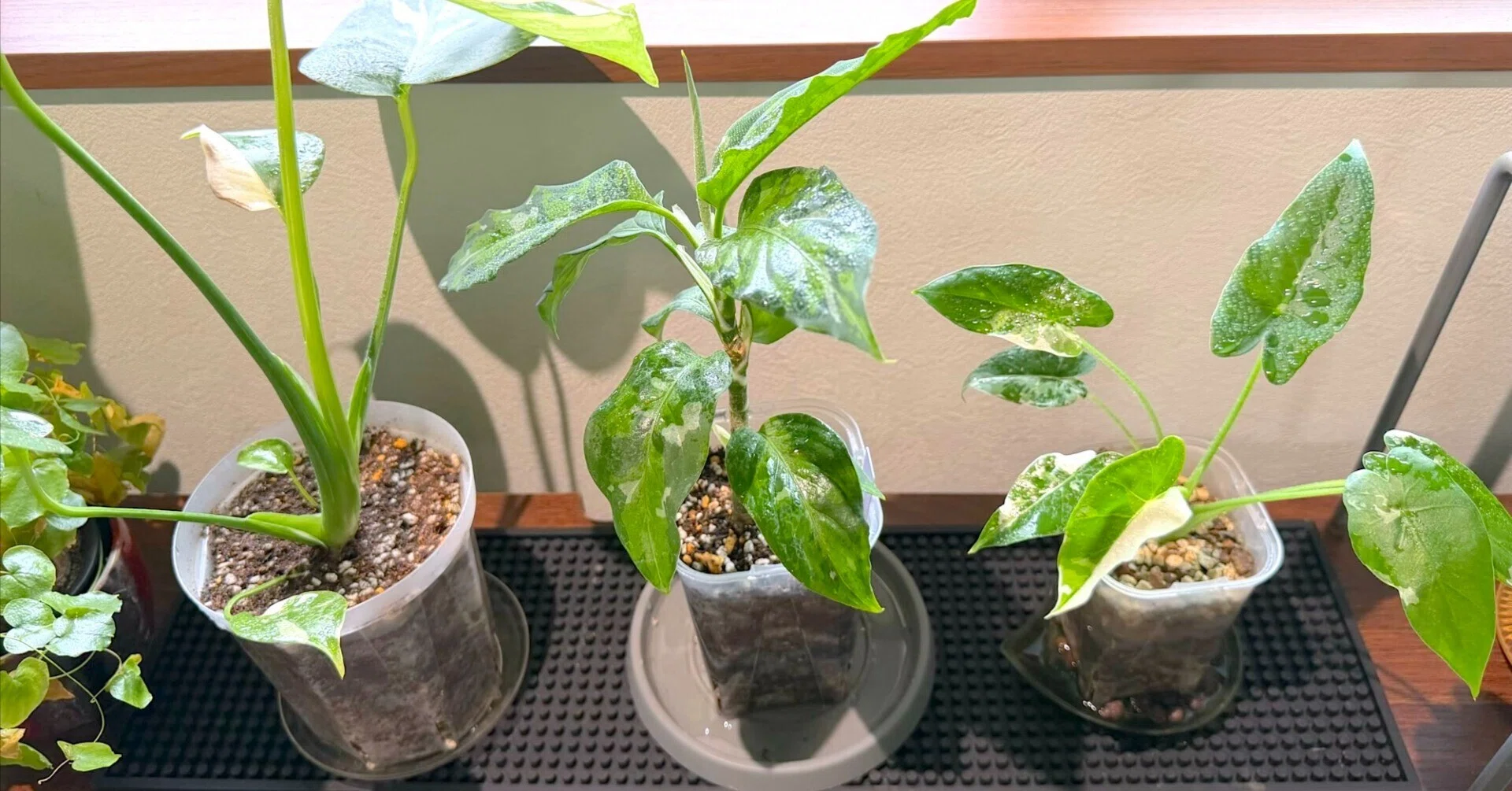 葉っぱ 植物の特等席｜himekuri365