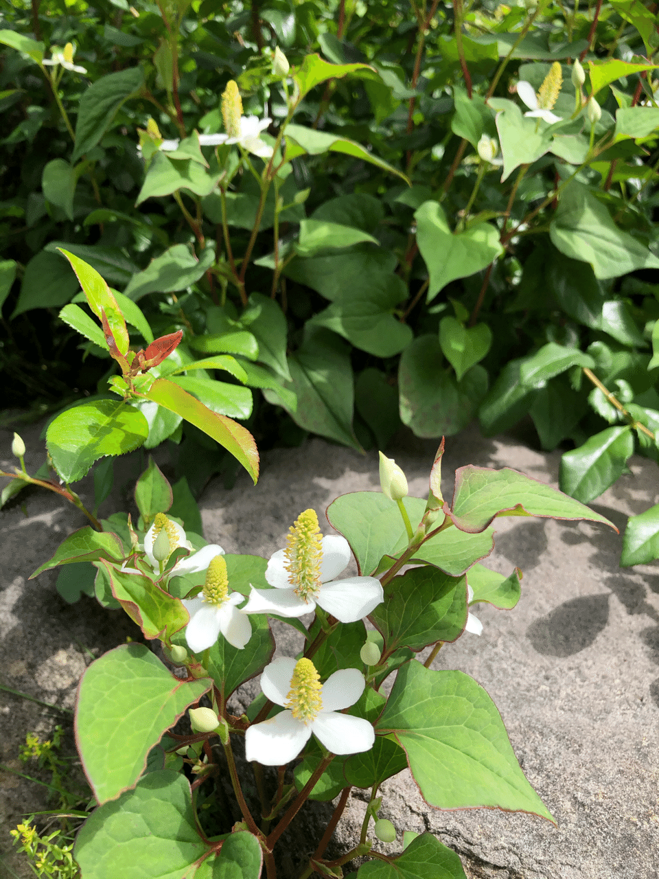 庭仕事 我が家の庭はハーブ自生 Mari しあわせごはん研究部 Note