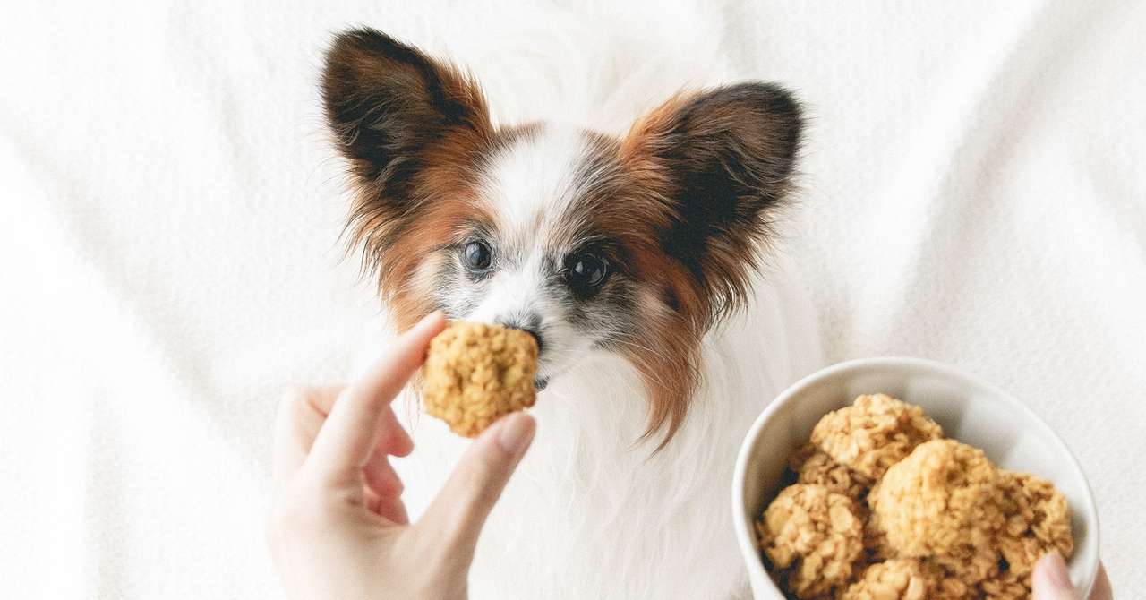 ほったらかし気味レシピ マコロン風オートミールクッキー 手作り犬おやつレシピ 犬ごはん先生いちかわあやこ Official Web Site