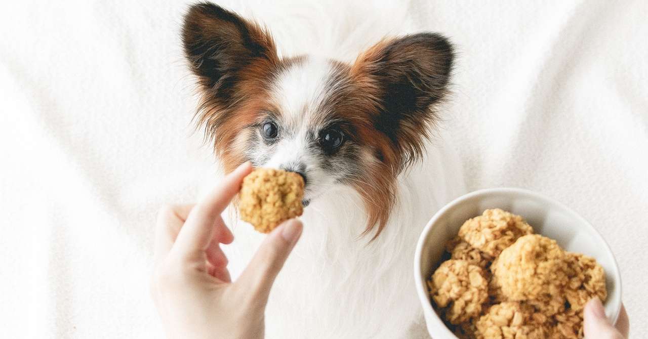 ほったらかし気味レシピ マコロン風オートミールクッキー 手作り犬おやつレシピ 犬ごはん先生いちかわあやこ Official Web Site