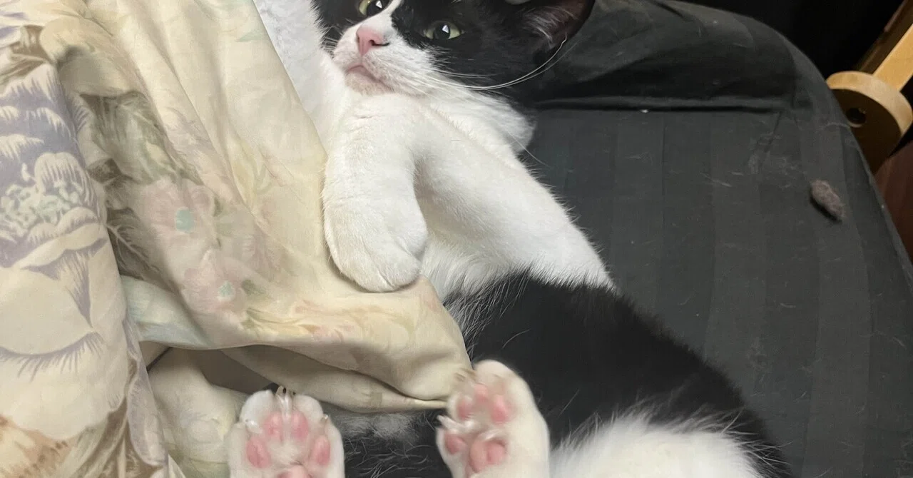猫を吸いたい 2026.05.25モチトラップ早く帰って猫吸いたい｜ffuckken
