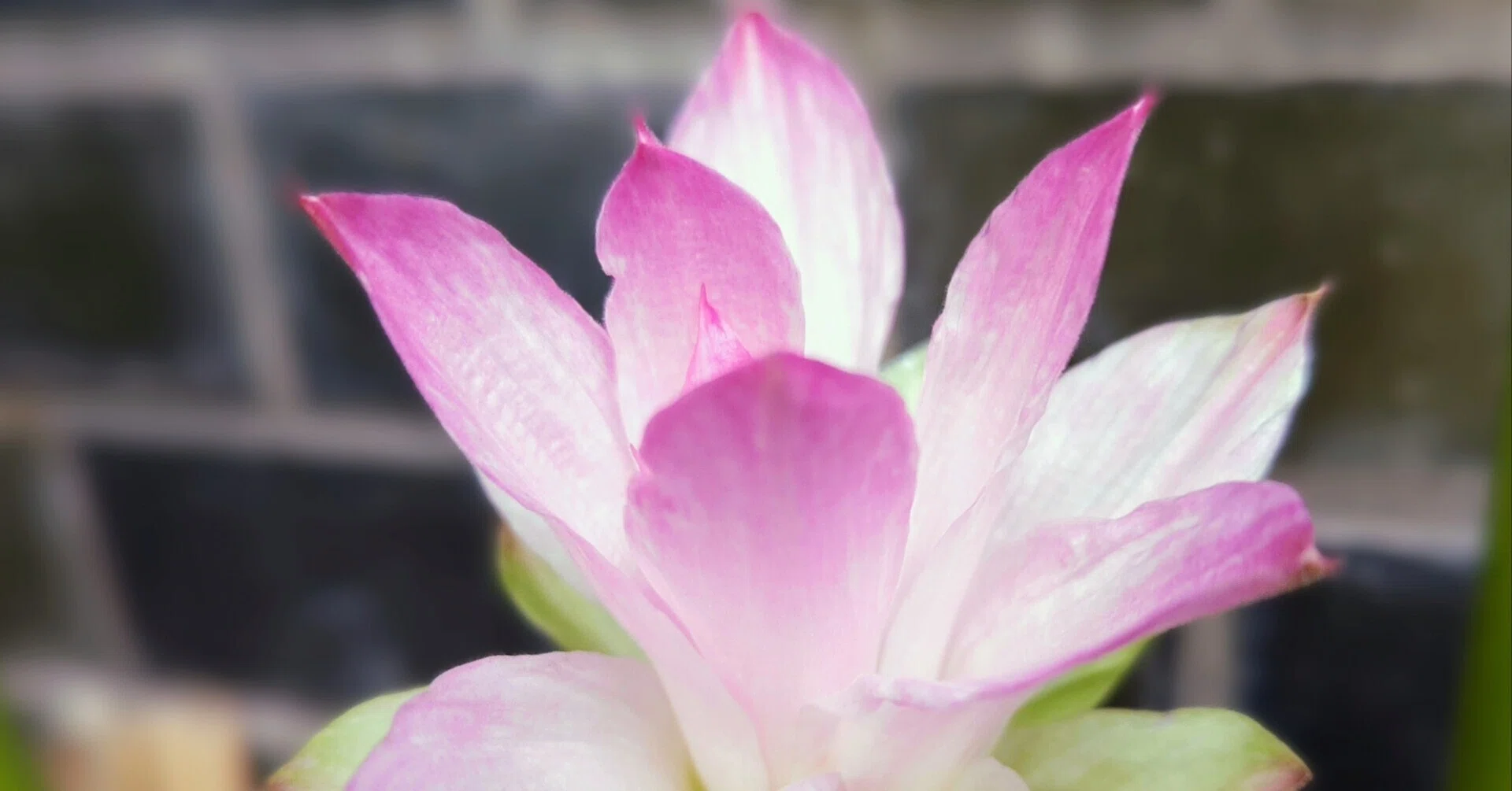 ウコン の 花