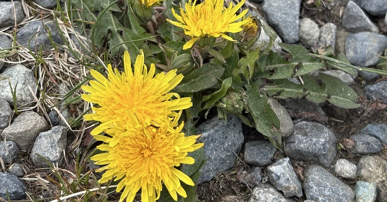 たんぽぽ たんぽぽの植生限界は？｜ひかり