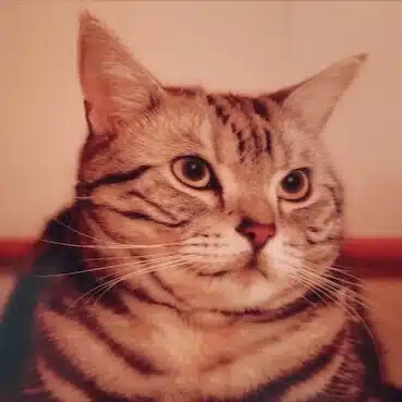 シチュー