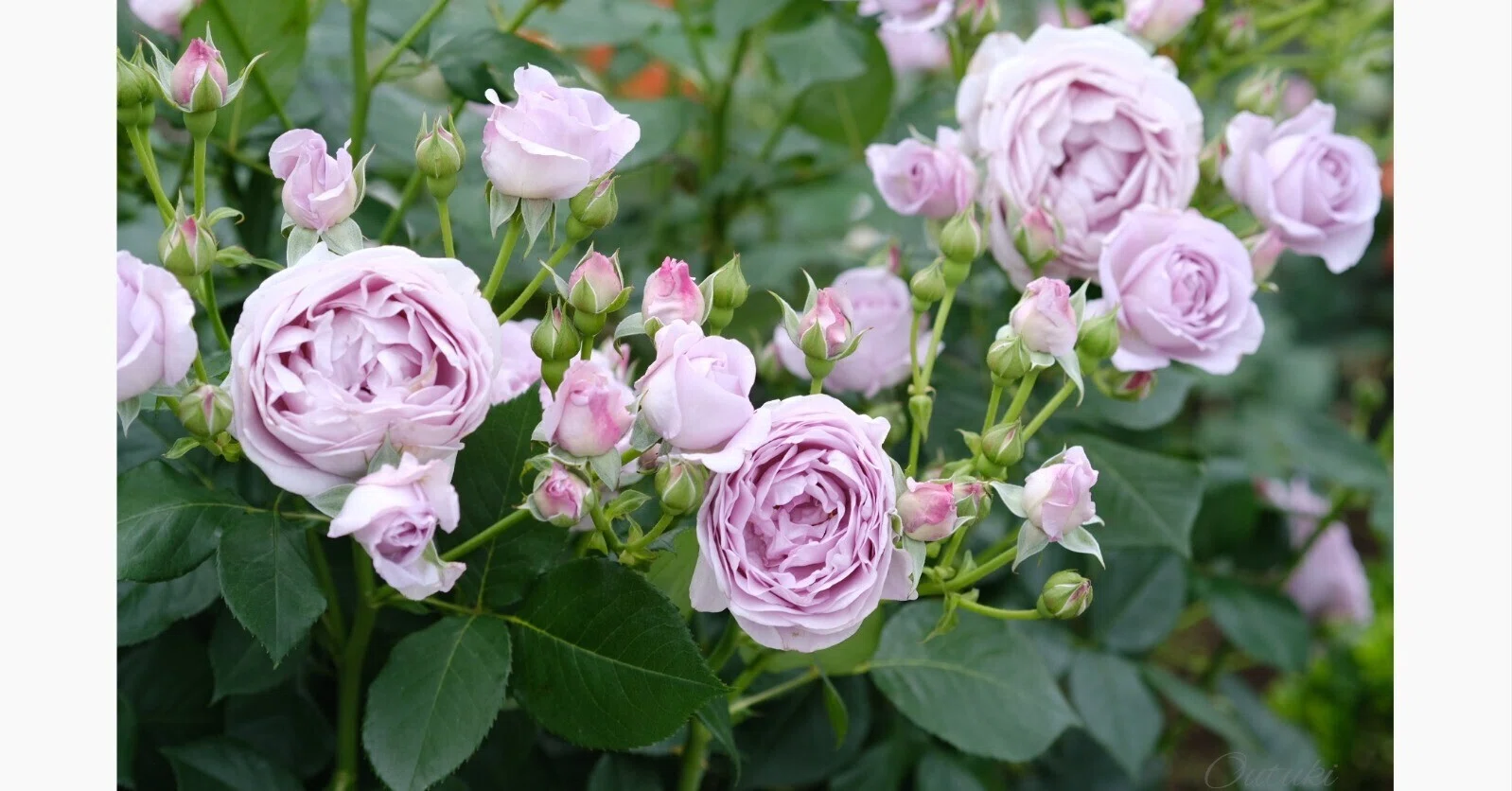 バラの写真まとめ2｜桜月