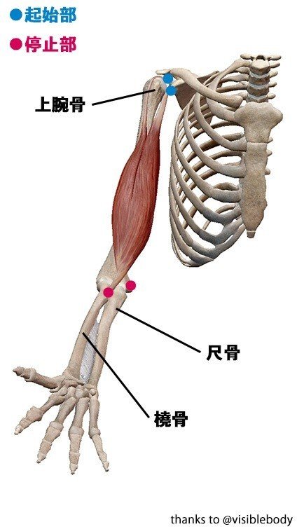 上腕二頭筋解剖