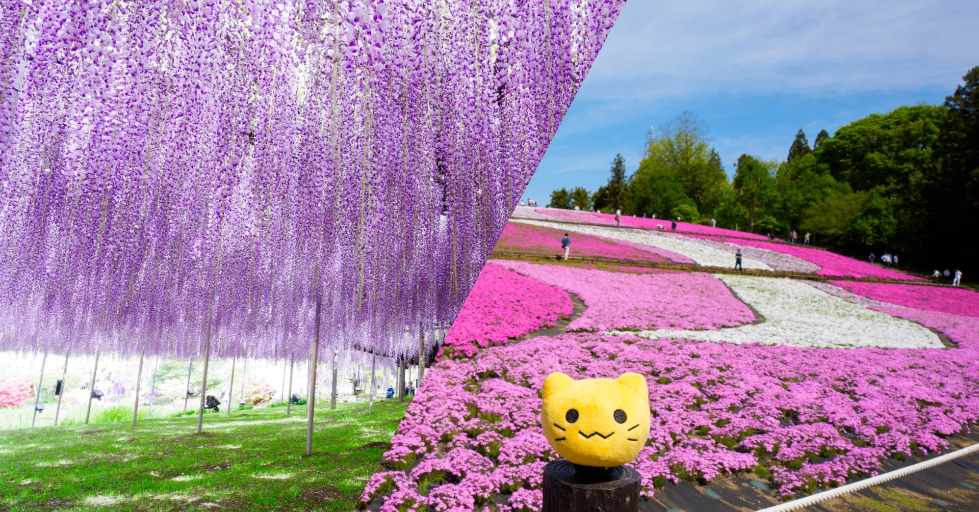 春の行楽2連：芝桜（羊山公園)と大藤棚（あしかがフラワーパーク